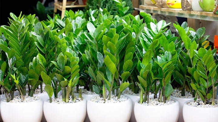 Loại cây phong thủy giúp hút tài lộc, đón bình an bạn nên trồng tại nhà