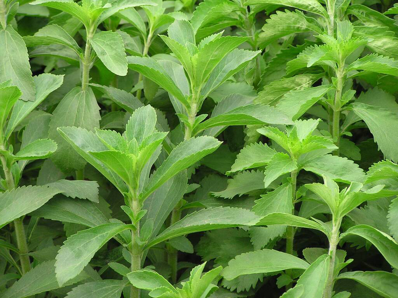 Uống trà cỏ ngọt có tốt không? Thành phần hóa học của cây cỏ ngọt là gì?