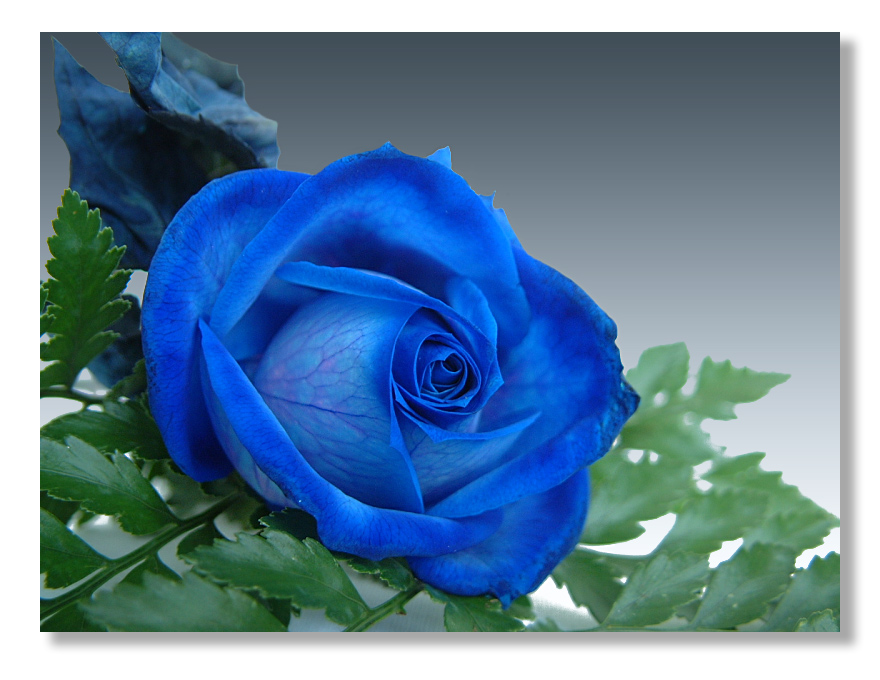 Vì sao hoa hồng xanh là biểu tượng của tình yêu bất diệt? ý nghĩa của hoa hồng xanh