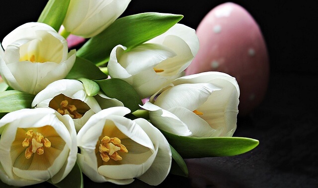 Hoa Tulip Trắng | Tượng trưng cho một tình yêu thuần khiết