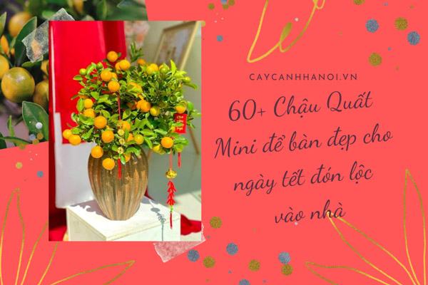 60+ Chậu Quất Mini để bàn đẹp cho ngày tết đón lộc vào nhà