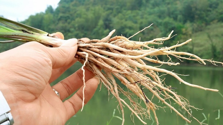 Chữa yếu sinh lý bằng rễ cau có an toàn và hiệu quả không?