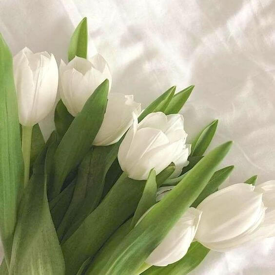 Ý nghĩa hoa tulip trắng, giá hoa tulip trắng
