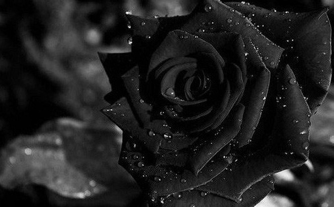 Hoa hồng đen - bi kịch tình yêu