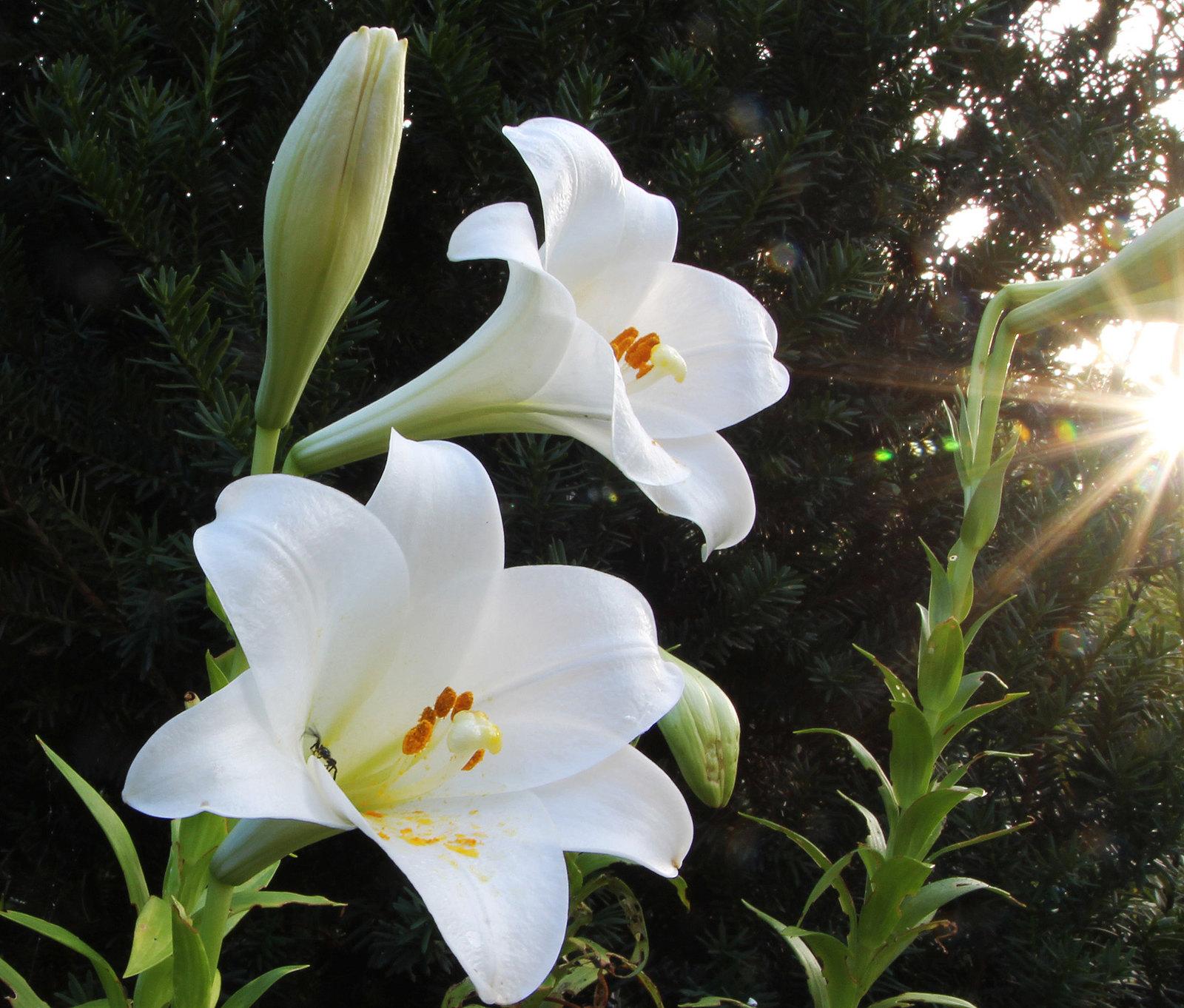 Hoa loa kèn có ý nghĩa gì? Cách trồng và chăm sóc giúp hoa nở đẹp