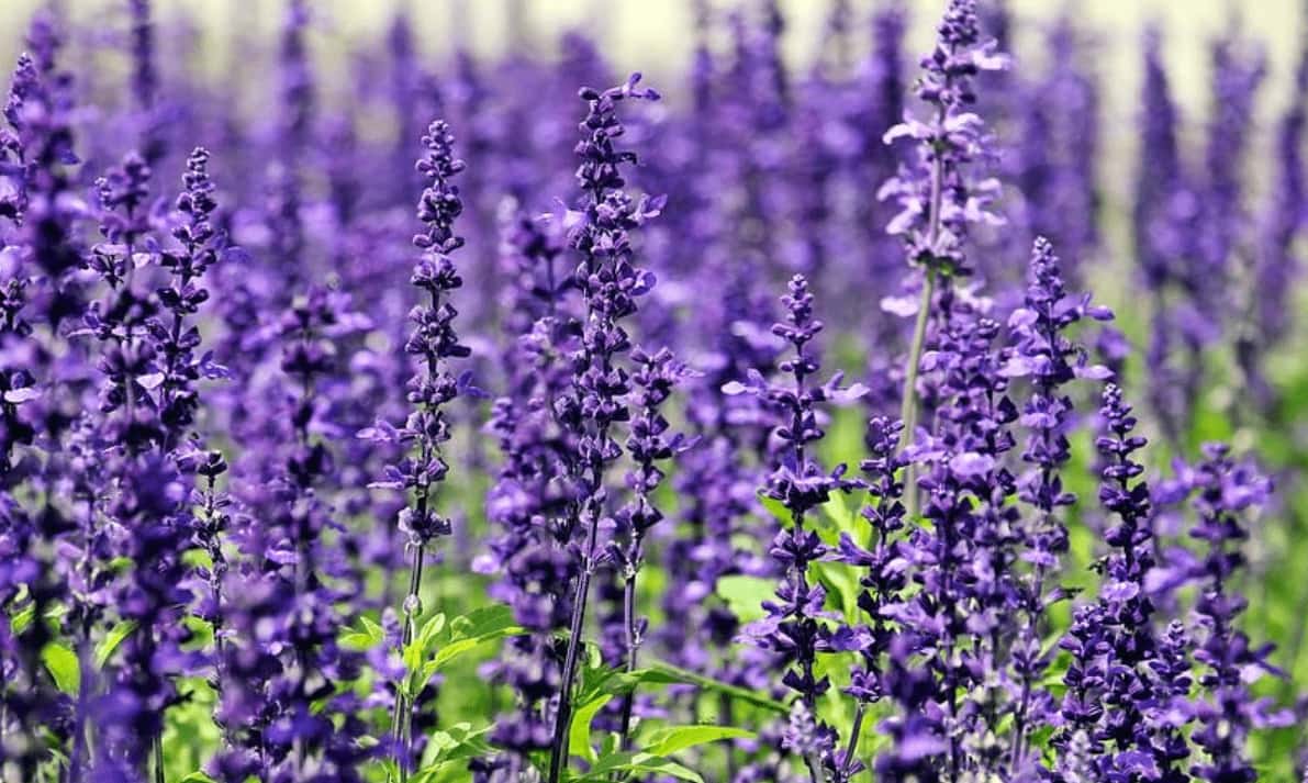 Ý nghĩa của loài hoa Violet xinh đẹp