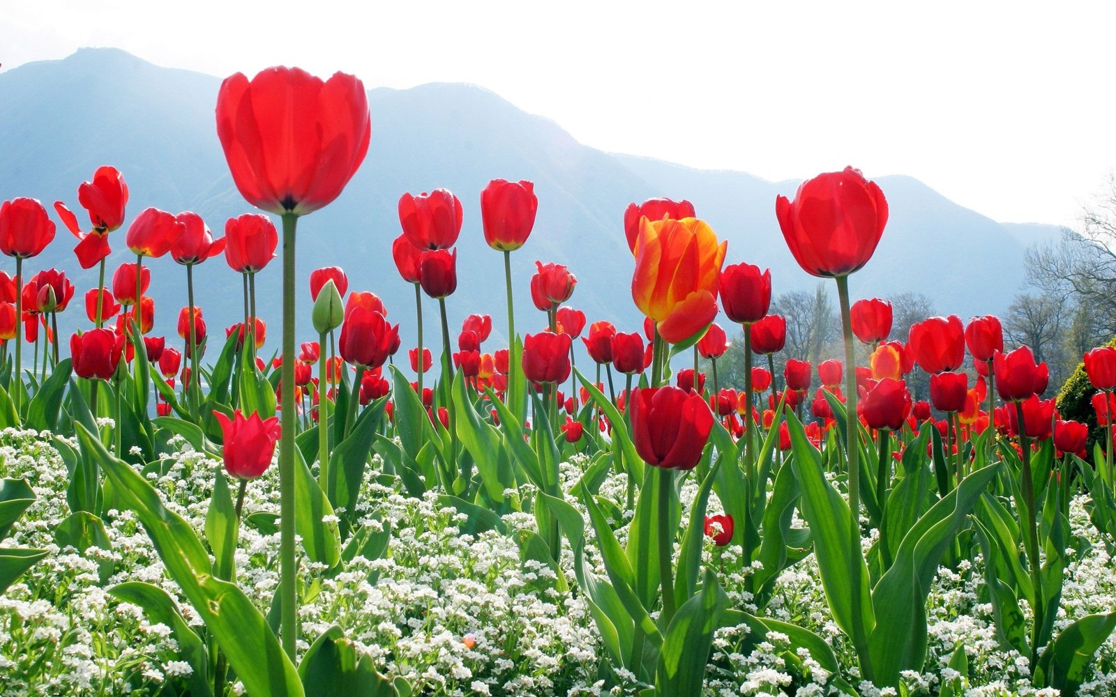 Ý Nghĩa Hoa Tulip Theo Màu Sắc Và Số Lượng